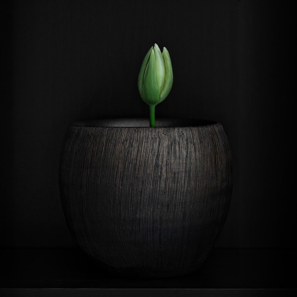 Tulip
