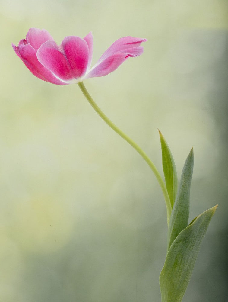 Spring Tulip