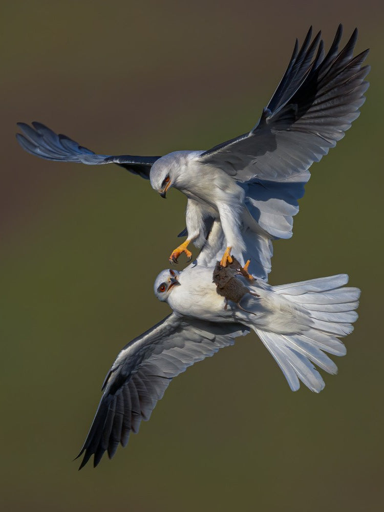 White Tailed Kite
