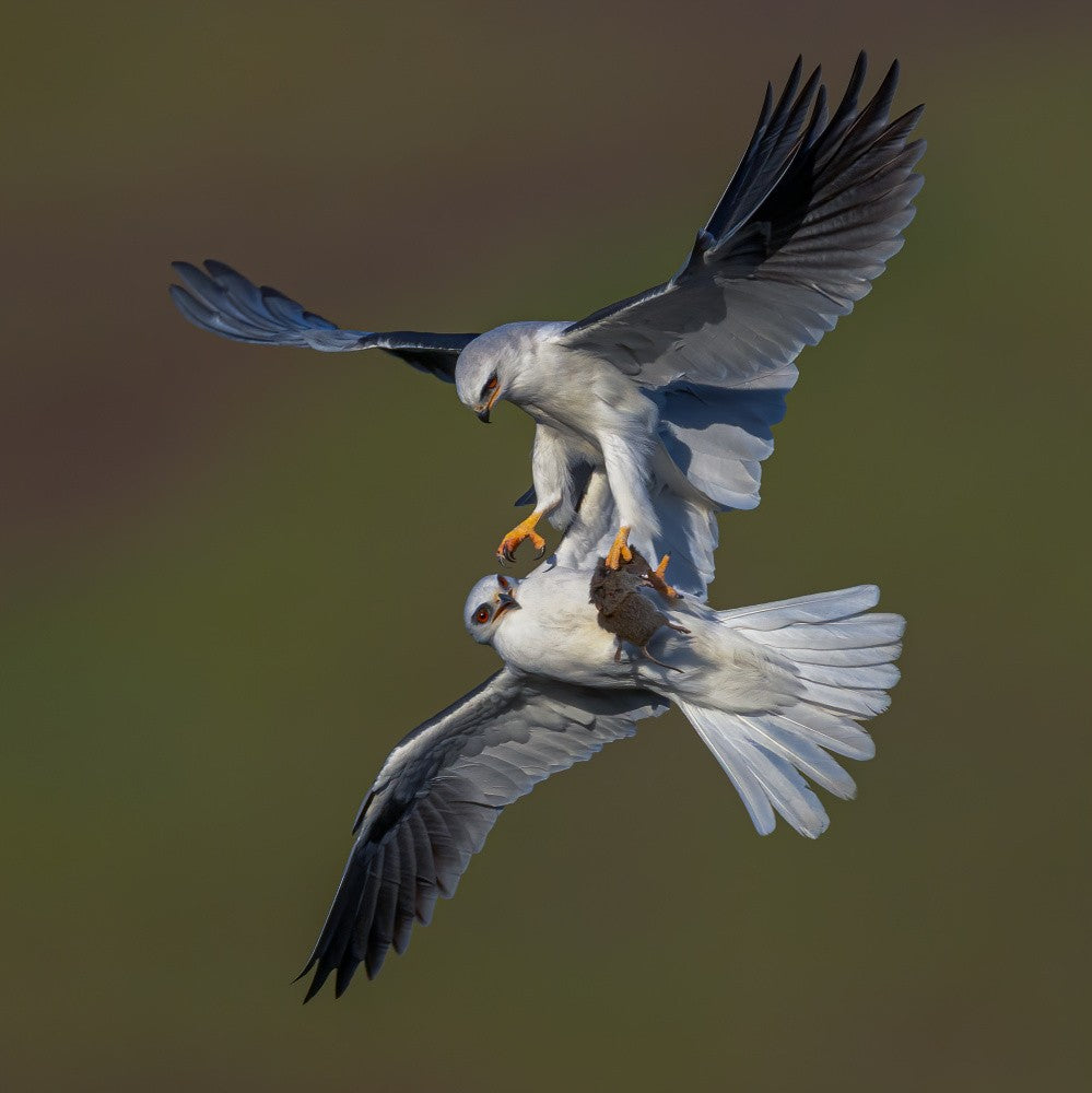 White Tailed Kite