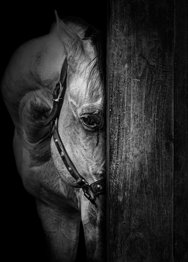 The Horse IX