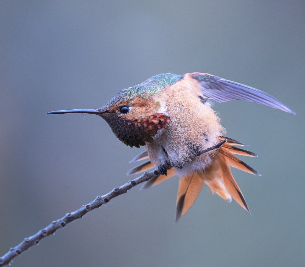 Allen's hummingbird