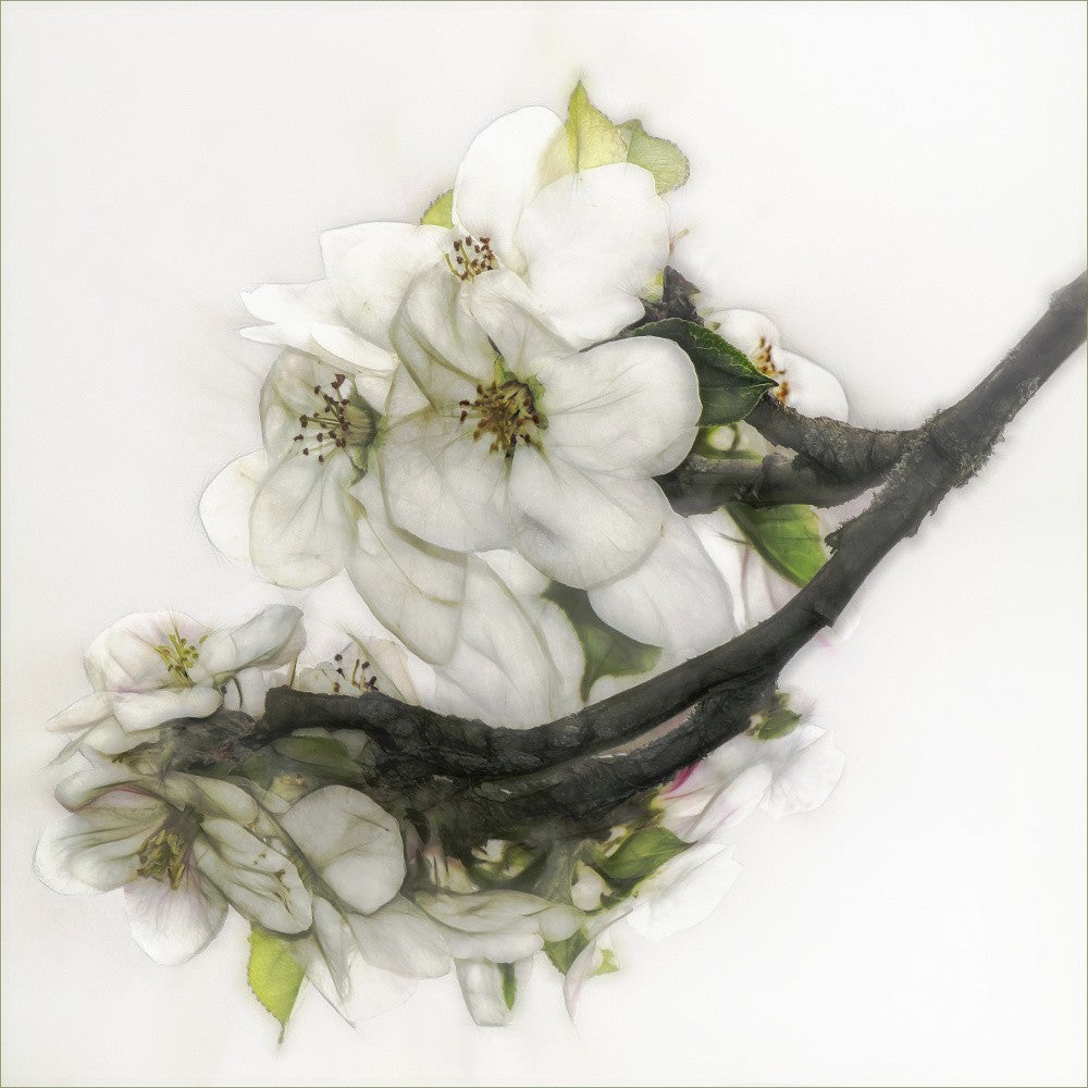 Ornate blossom