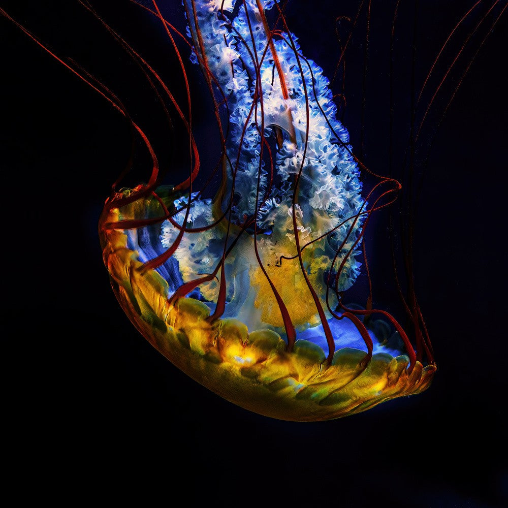 Jelly