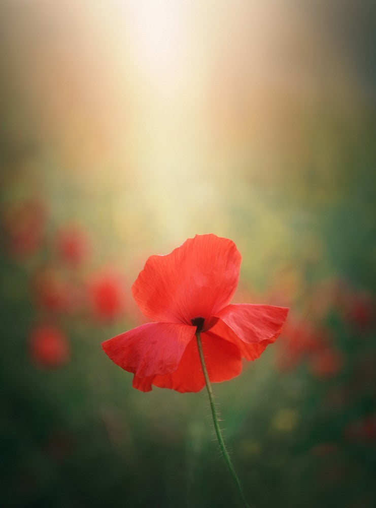 Light and colors 3 7R41568