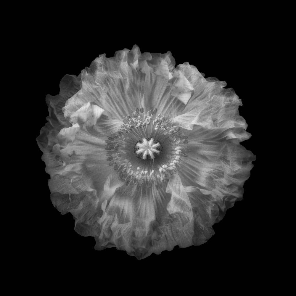 Poppy time