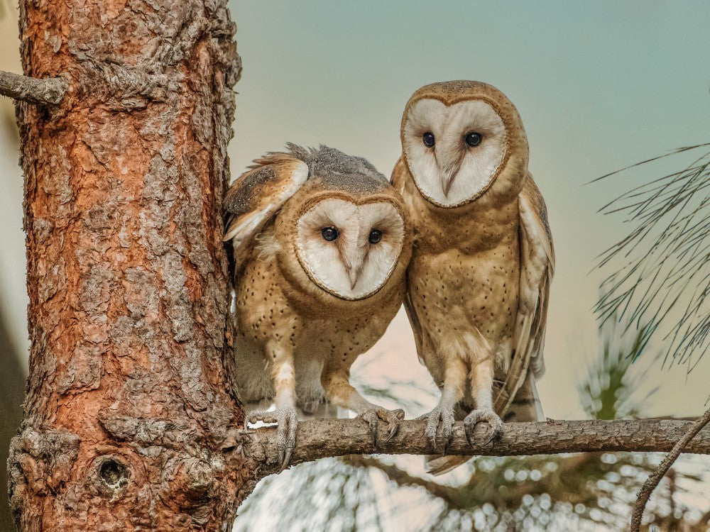American Barn Owl