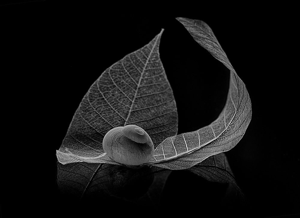 Curve