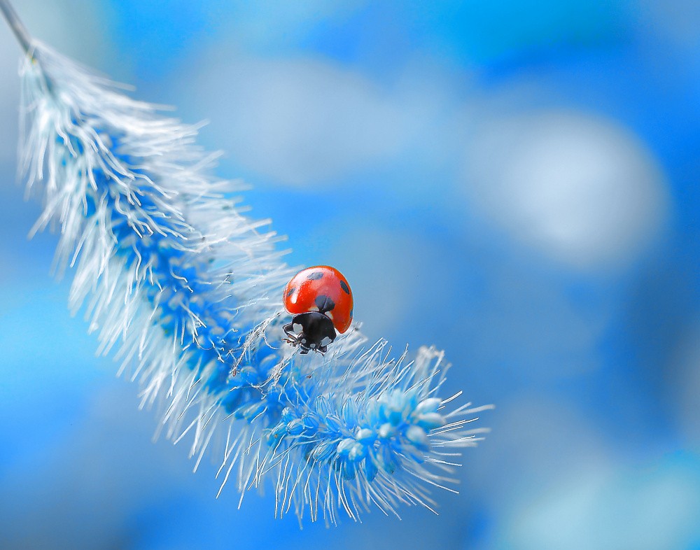 Welcome to ladybug paradise...