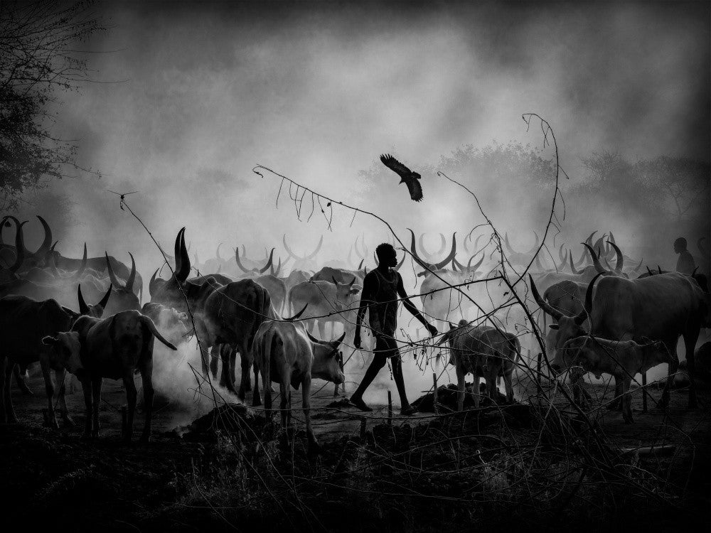 Mundari's cows shadows, SOUTH SUDAN 2021
