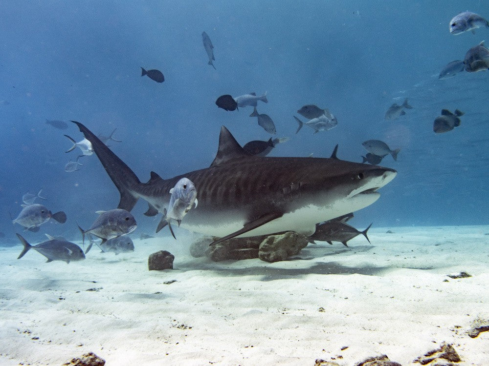 Tiger Shark