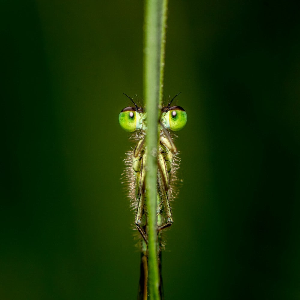 Hidden