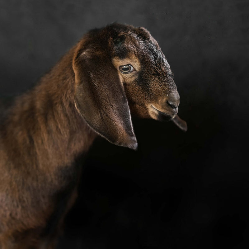 Kid goat