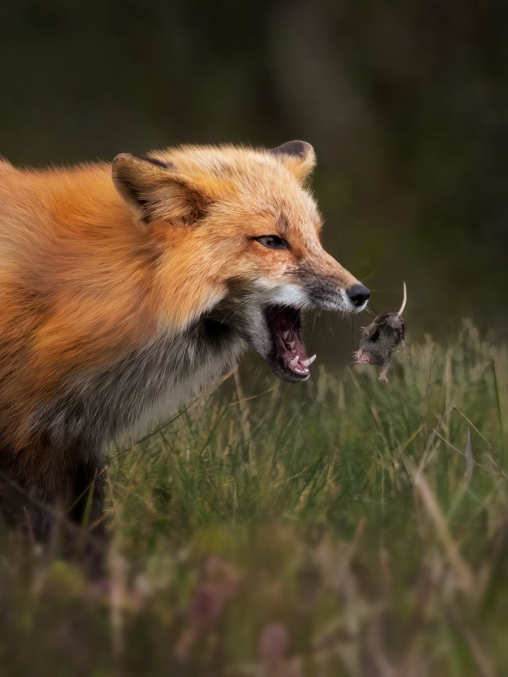 Fox playing with mouse
