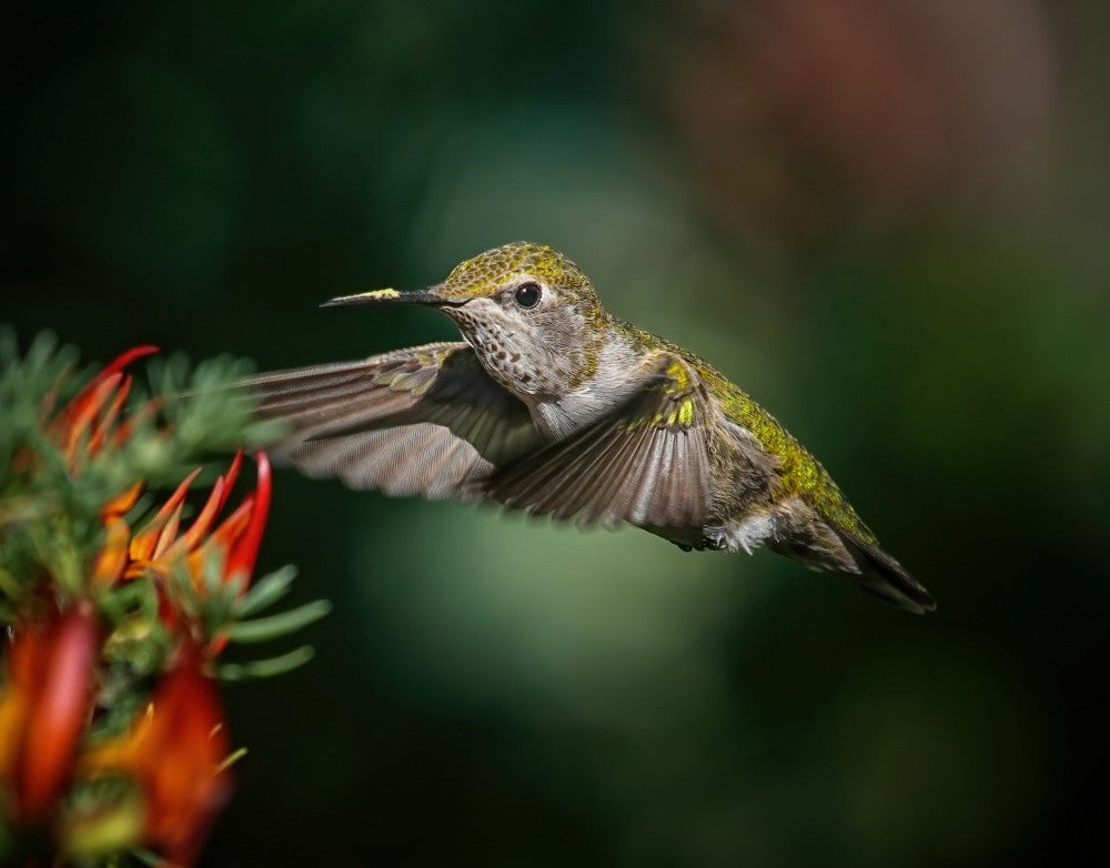 Feeding Again