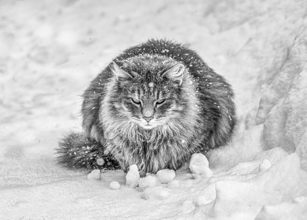 Molly im Schnee