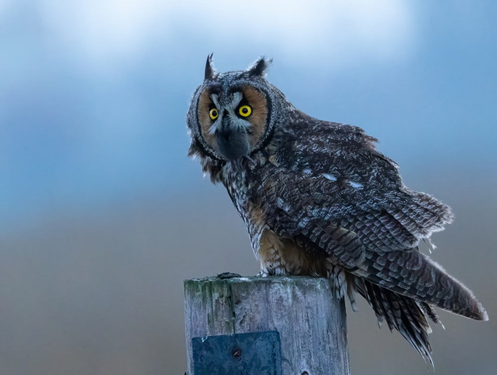 Long ear owl