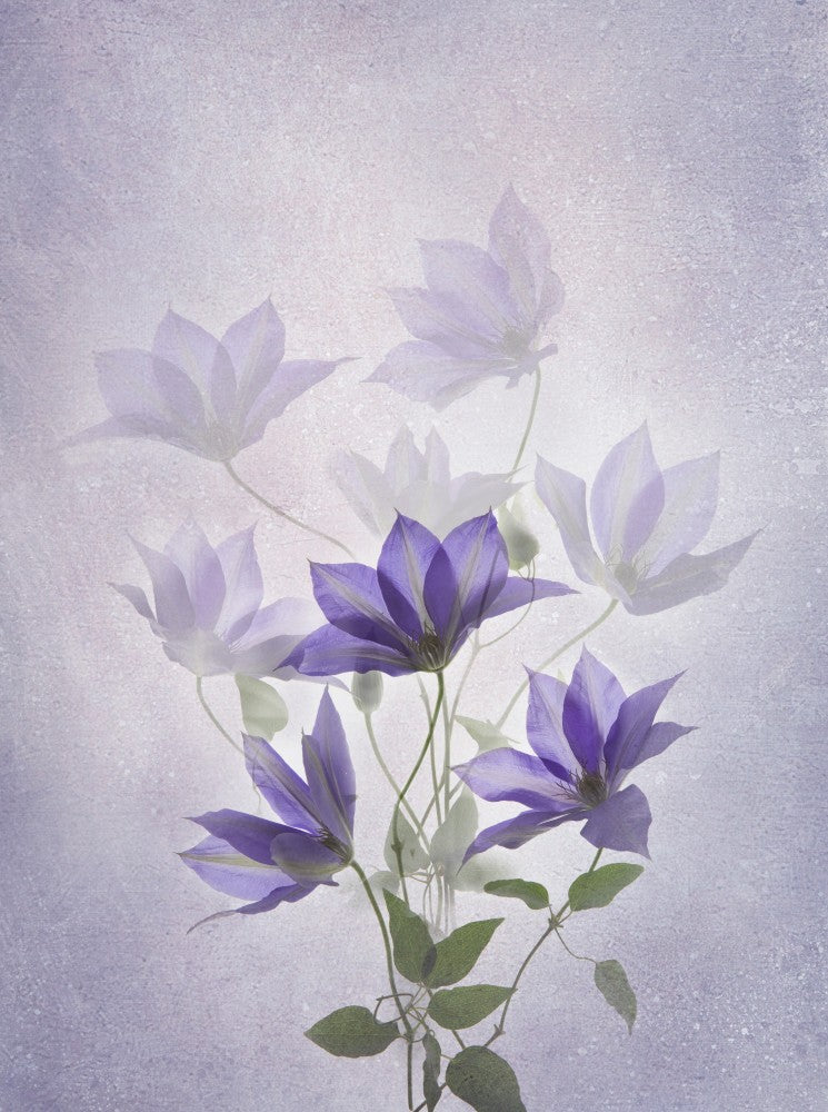Purple Clematis