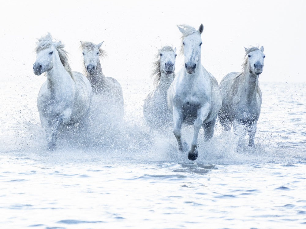 Horses on the Run
