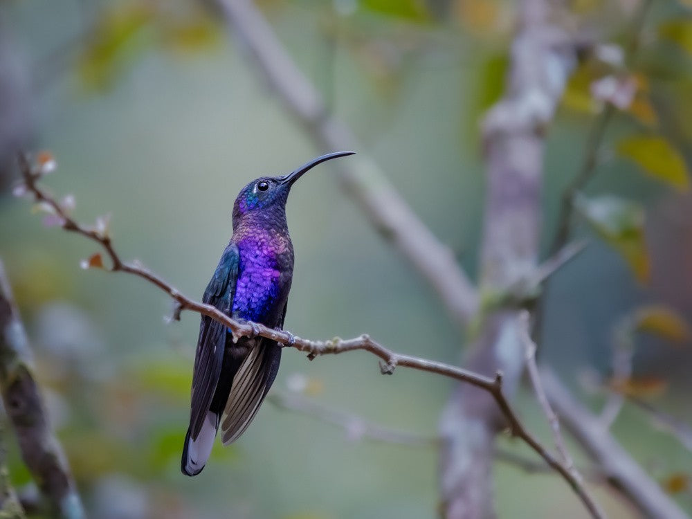 Costa Rica's Hummingbird