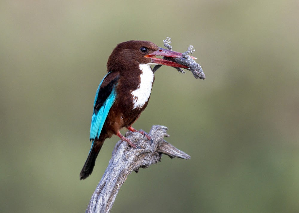 White-throated Kingfisher