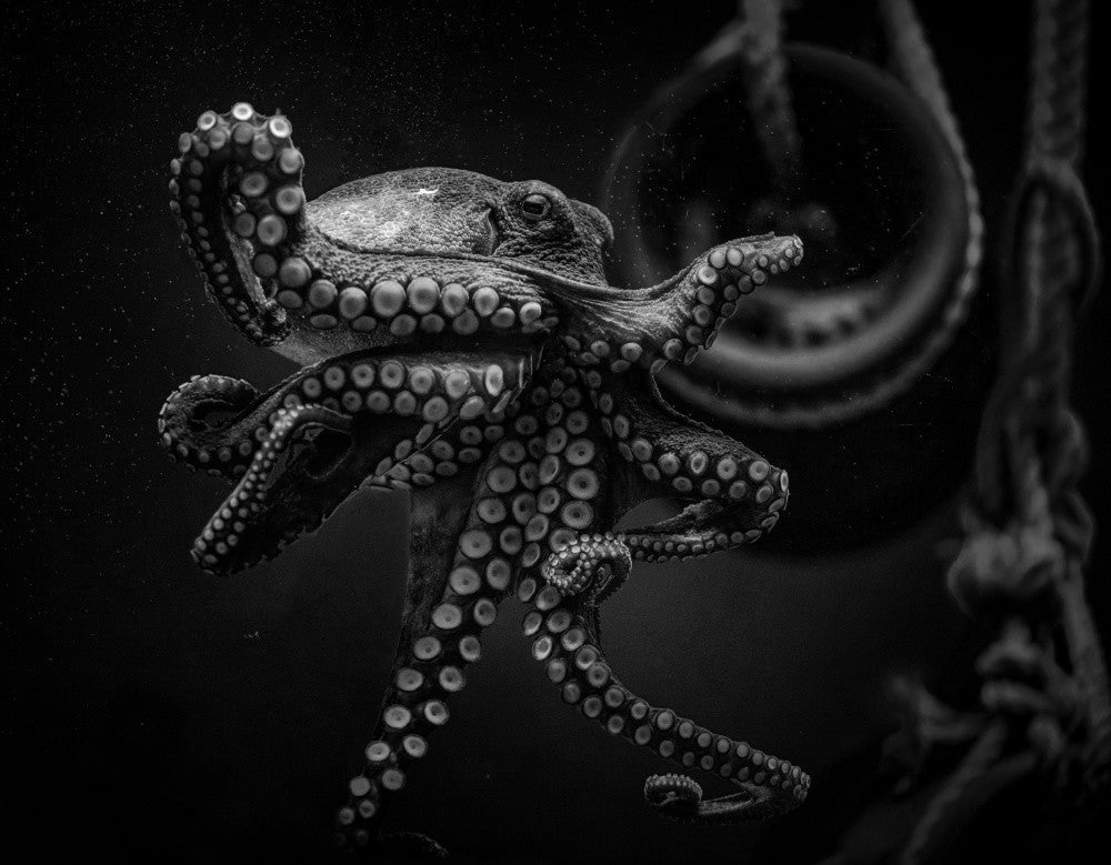 Oktopus