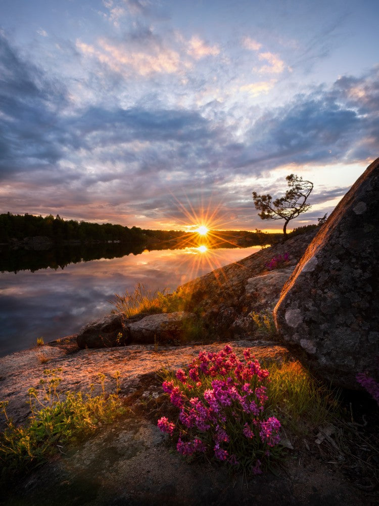 Flowers in sunset