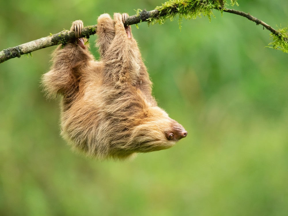 Hoffmann's two-toed sloth