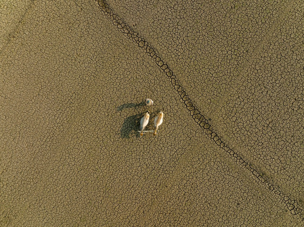 Dried land