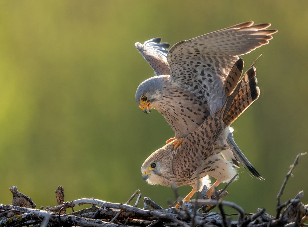 kestrel Mating