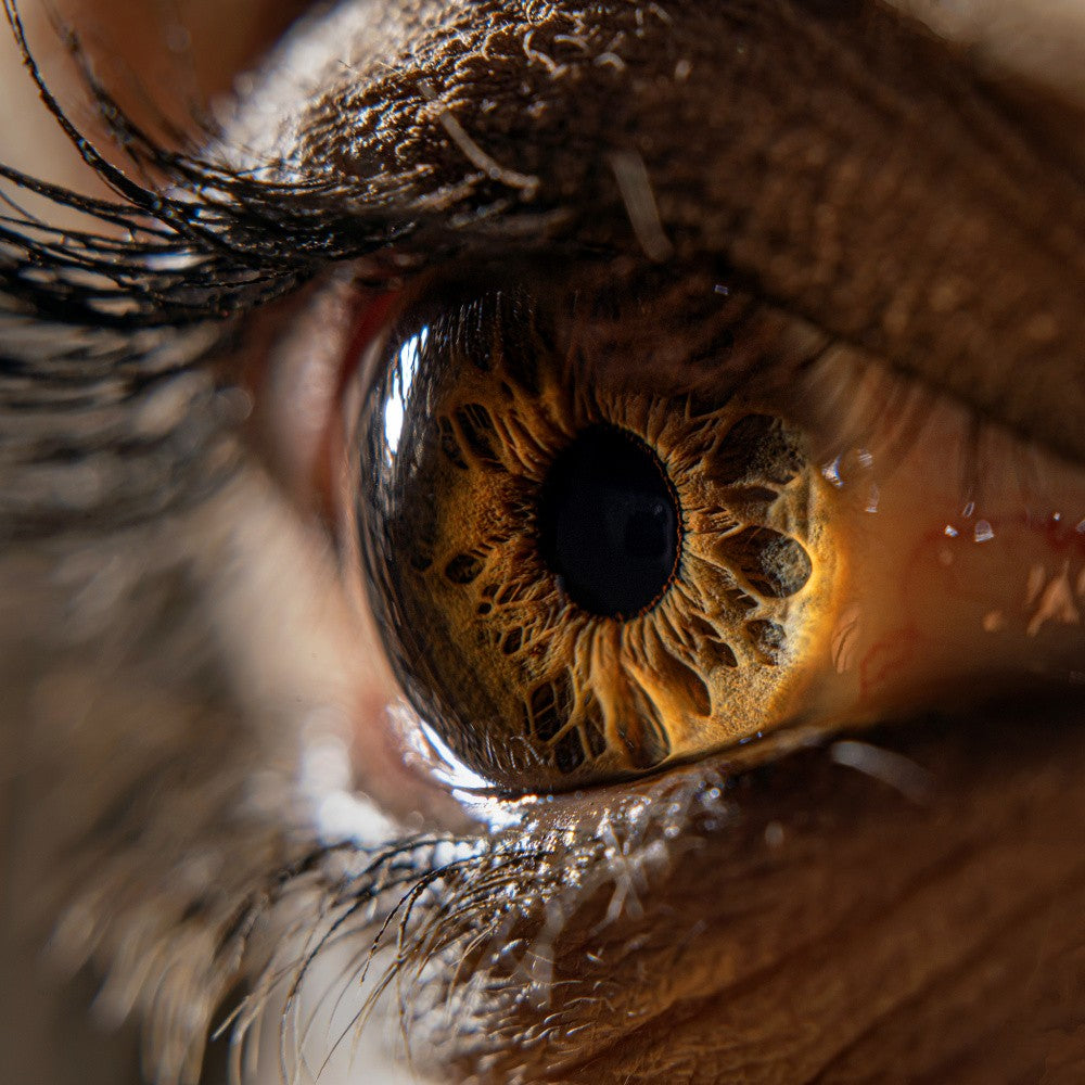 The eye