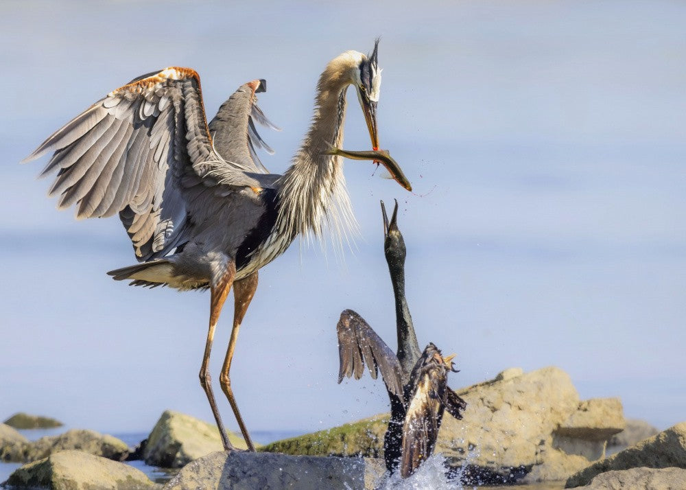 Der Reiher & der Kormoran