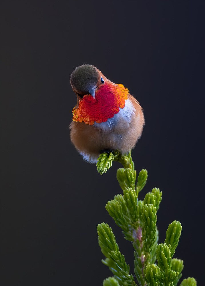 Hummingbird