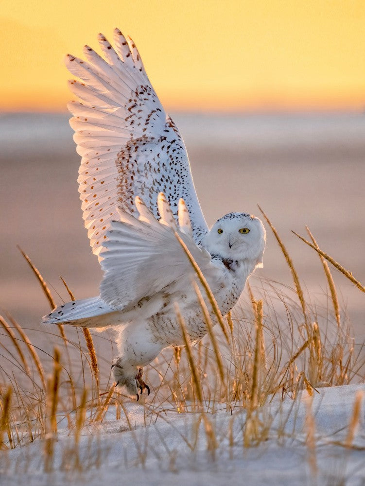Snowy Owl