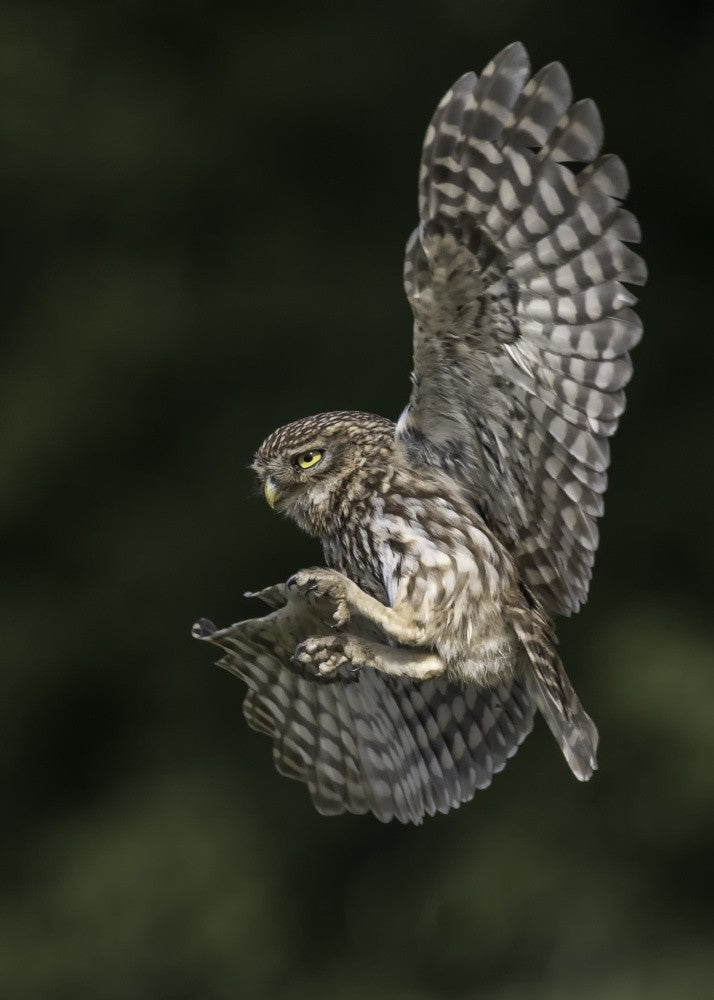 Little Owl