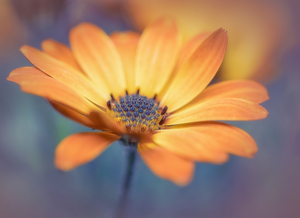 Orange delight