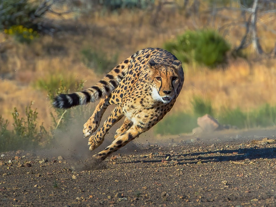 Cheetah