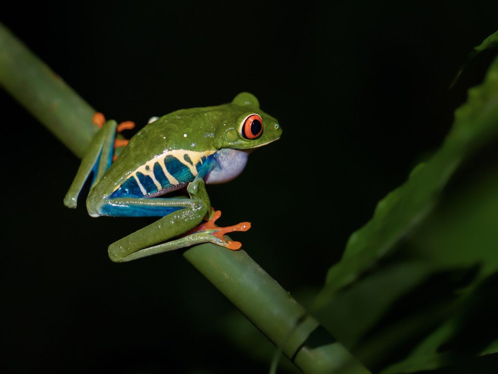 Red-eyed Tree Frog