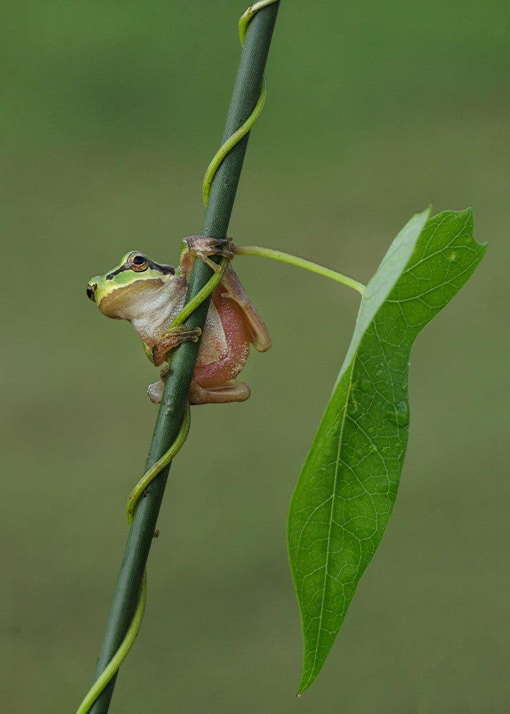 Le frog IX