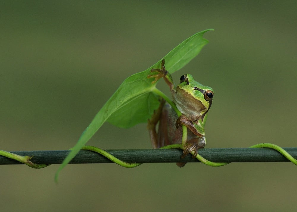 Le frog IV