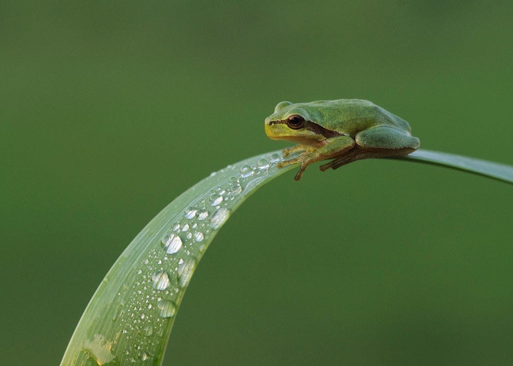 drops