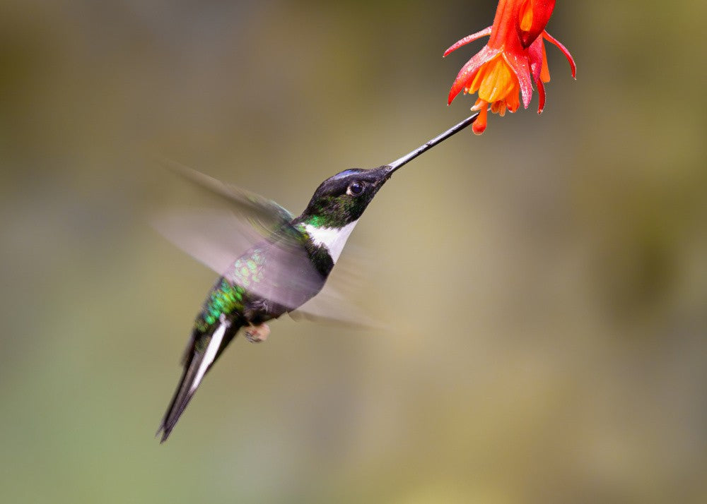 Slow motion of a humming bird