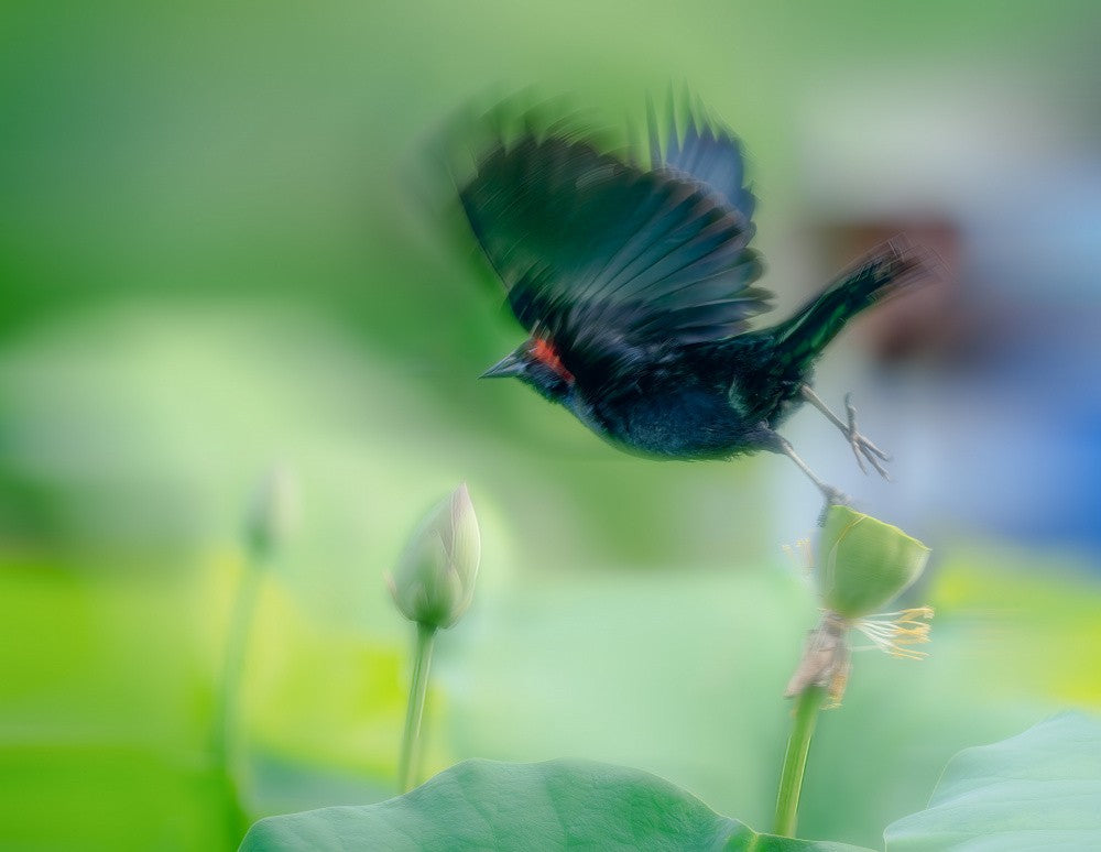 Black Bird Flying Over Lotus Seed Pod
