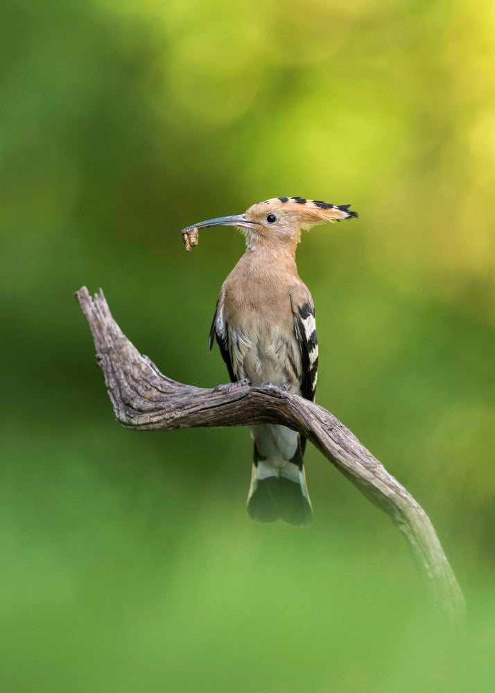 Hoopoe