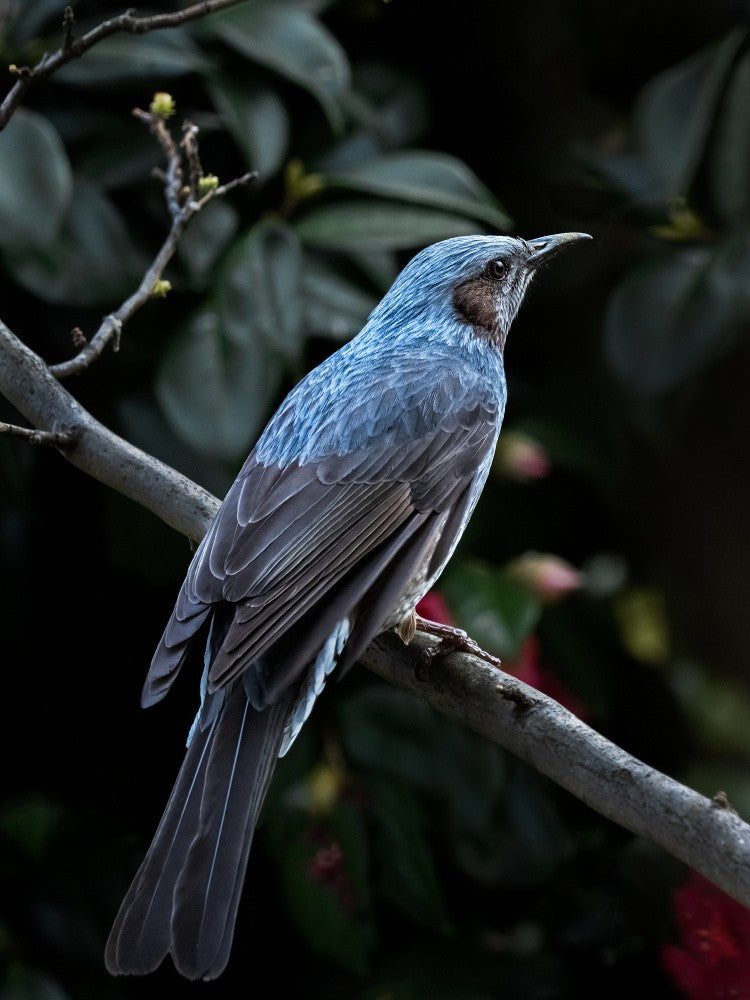 My blue bird