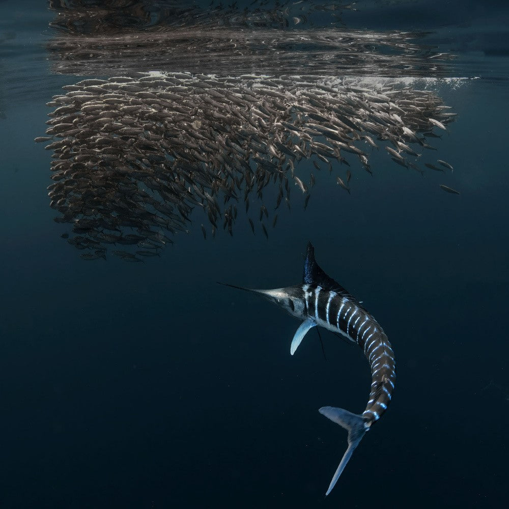Charging into Bait-ball