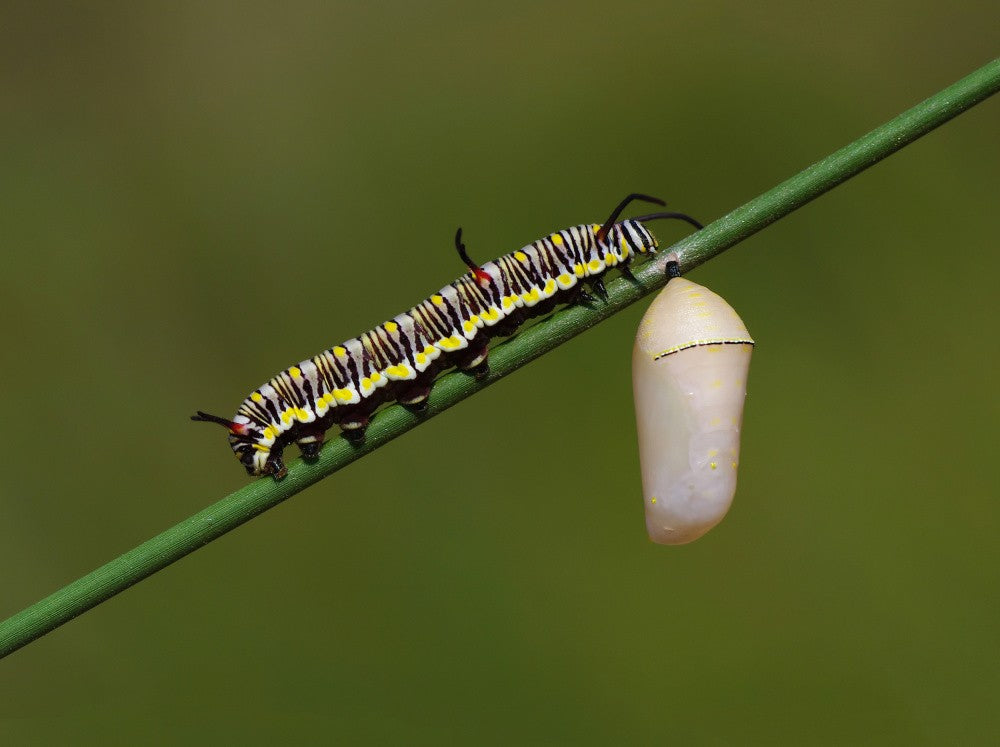 Chenille et Chrysalides du Papillon Reine d'Afrique
