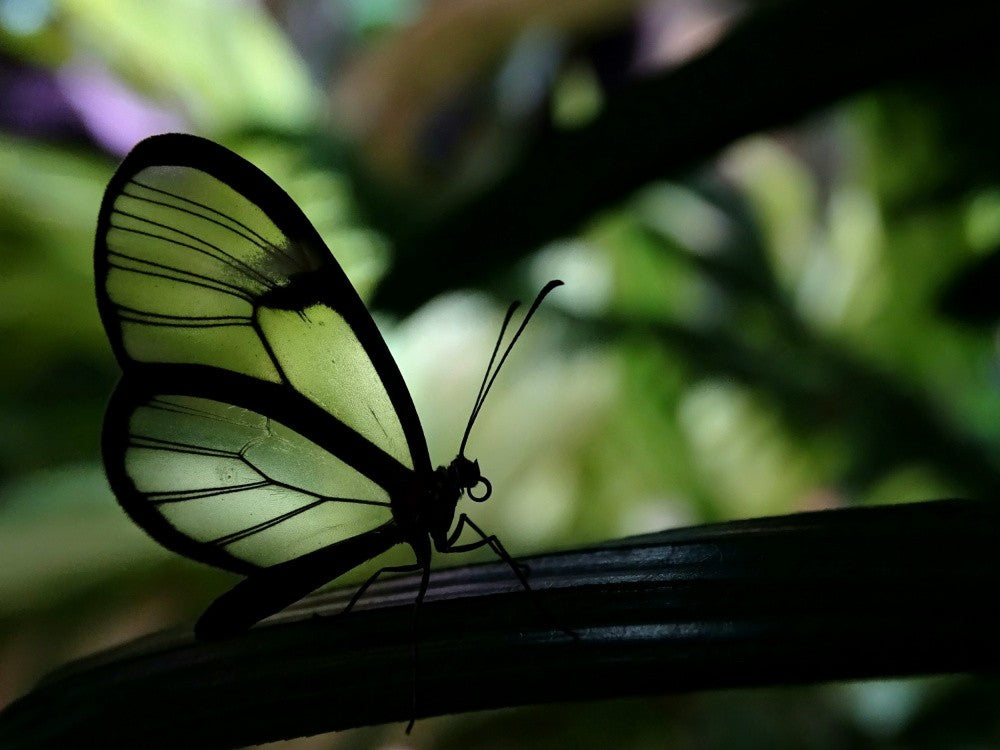 Glasflügel-Schmetterling