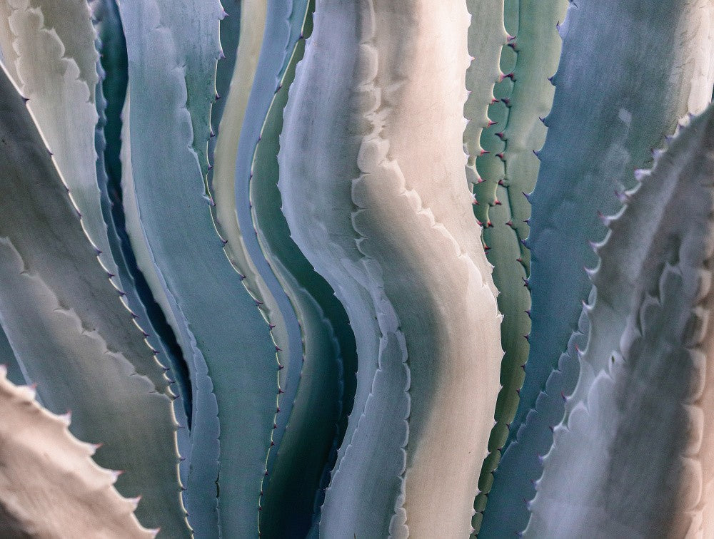 Sonoma Summertime Roadside Abstract
