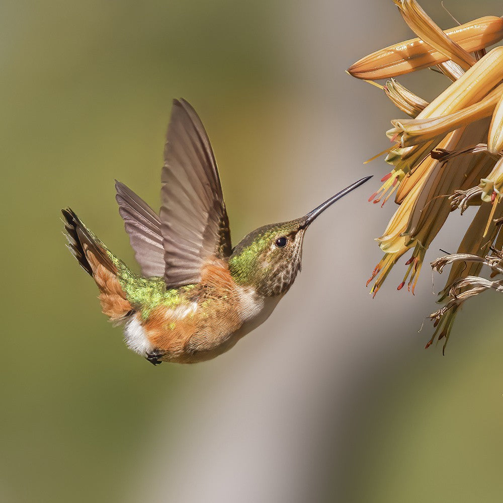 Hummingbird